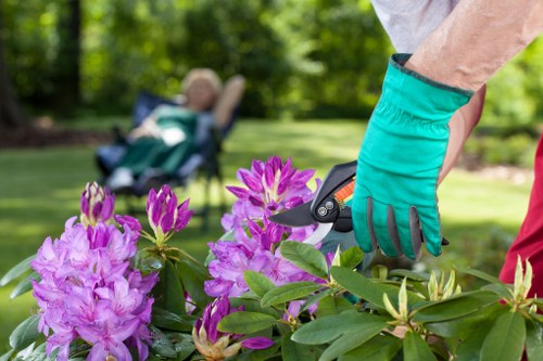 A garden scene featuring a collection of vibrant purple and pink flowering plants in the foreground, with broad green leaves and healthy blooms. In the background, a neatly mown lawn with dense grass extends across the outdoor space, bordered by a variety of trees and shrubs that provide shade and natural privacy. A person wearing teal gardening gloves is trimming or pruning the plants with garden scissors, indicating ongoing garden maintenance. The garden appears well-maintained, with healthy plant growth and a clean, organized layout. The natural sunlight highlights the lush greenery and colorful flowers, suggesting a bright and pleasant day suitable for outdoor gardening work. This scene exemplifies typical garden care activities that Gardening Services Carshalton might perform to enhance and maintain a beautiful outdoor environment in the local area, with a focus on plant health, lawn vitality, and overall landscape aesthetics.